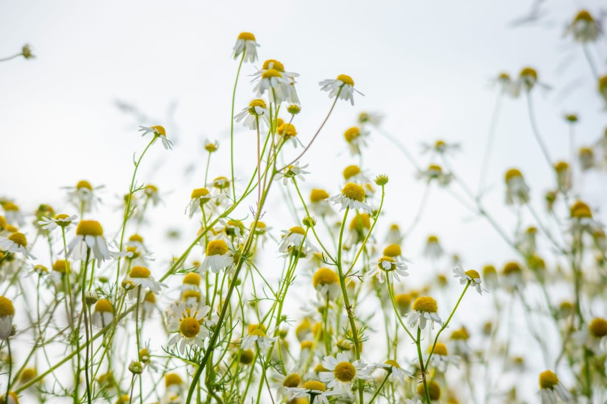 Chamomile Flowers