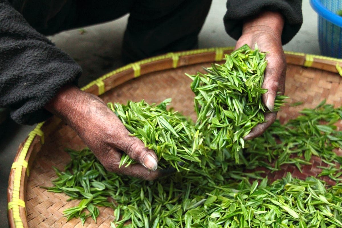 Jasmine Green Tea