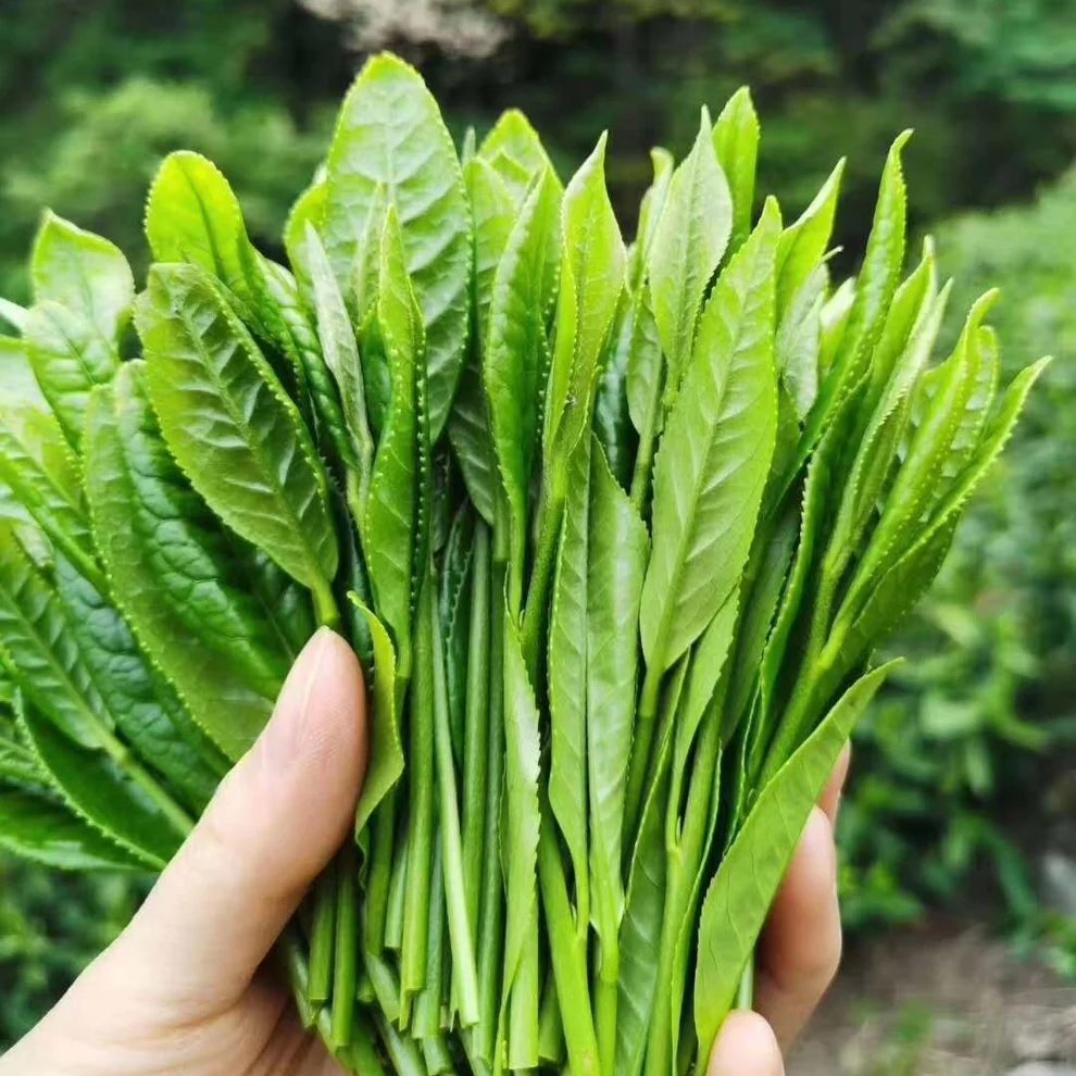 Taiping Houkui Green Tea